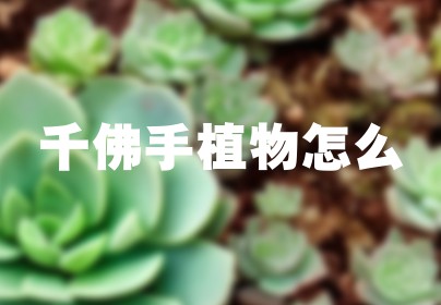 千佛手植物怎么