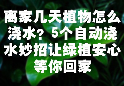 离家几天植物怎么浇水？5个自动浇水妙招让绿植安心等你回家