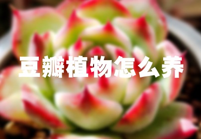 豆瓣植物怎么养